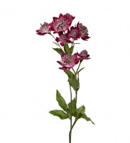 Astrantia dunkel 50 cm 6.00